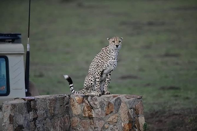 1 Day tour of Lake Nakuru National Park - Five hours among Lake Nakuru’s wildlife