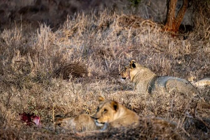 1 Day Tsavo East Safari Discovery of Kenya's Wildlife - The 4:30 am departure from the coast