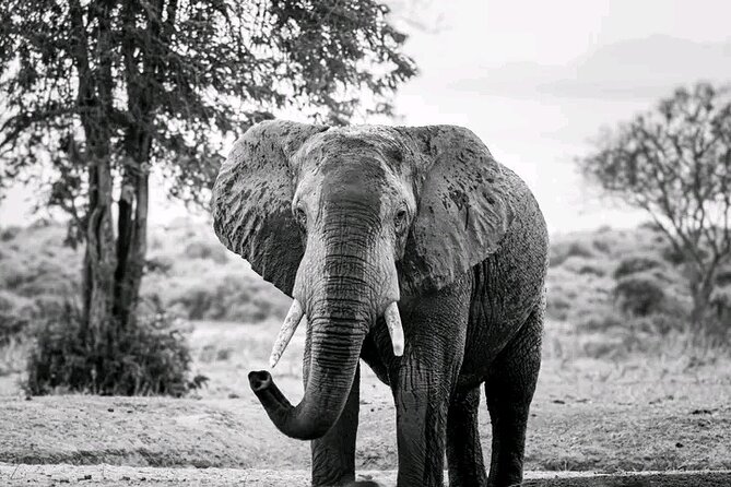 1 Day Tsavo East Safari Discovery of Kenya's Wildlife - What Tsavo East looks like from the Jeep