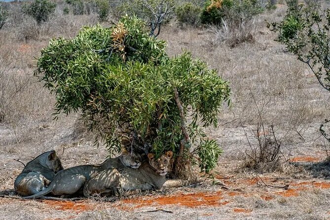 1 Day Tsavo East Safari Discovery of Kenya's Wildlife - Lunch at Sentrim Tsavo Camp