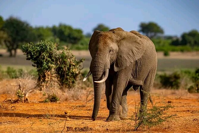 1 Day Tsavo East Safari Discovery of Kenya's Wildlife - Why the one-day format suits some people
