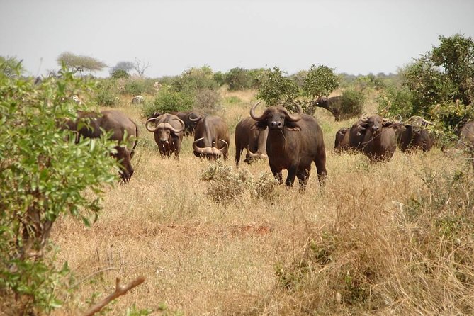 1-Day Tsavo East Safari From Mombasa - What the guides add to the day