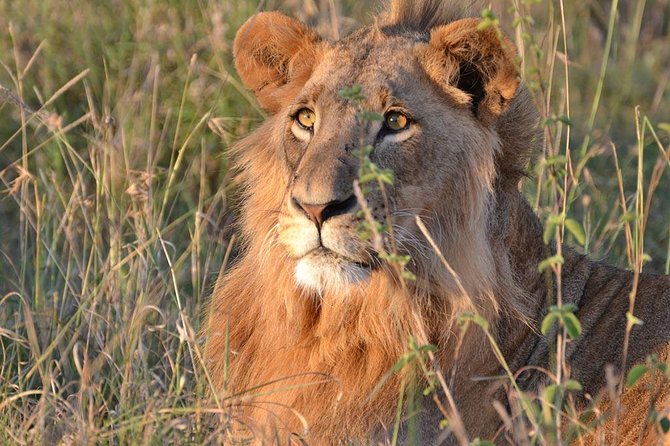 1 Day Tsavo East Safari ( Minimum 2 Pax) - Lunch With a View of the Tsavo Plains