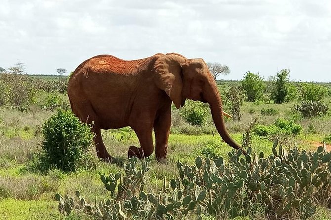 1 Day Tsavo East Safari ( Minimum 2 Pax) - The Afternoon Drive and Exit From the Park