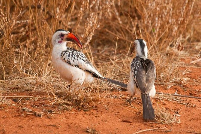1 Day Tsavo East Safari ( Minimum 2 Pax) - What the $250 Price Really Covers