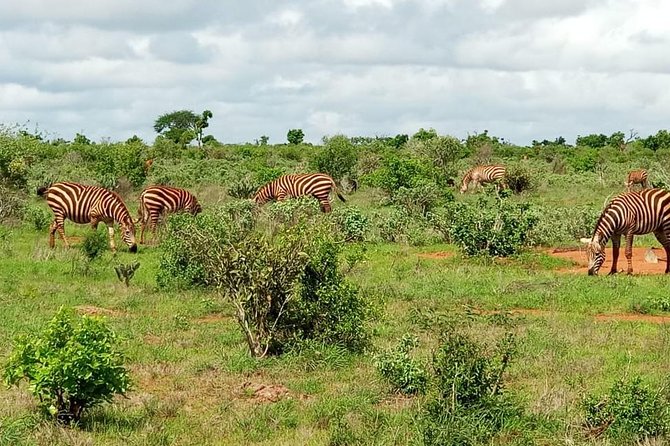 1 Day Tsavo East Safari ( Minimum 2 Pax) - The Guide Can Make or Break the Day