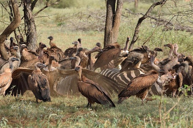 1 Day Tsavo East Safari ( Minimum 2 Pax) - Who Will Enjoy This Safari Most