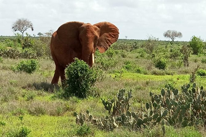 1 Day Tsavo East Safari ( Minimum 2 Pax) - The Morning Game Drive