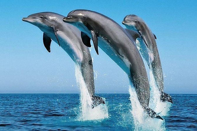 1 Day Wasini Dolphin Tour - Key points to know before booking