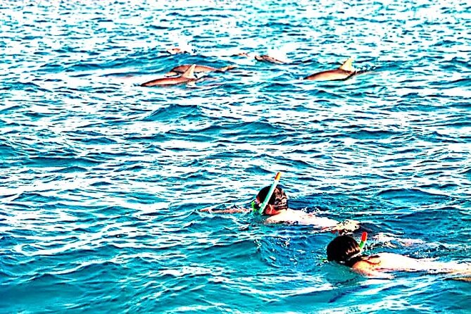 1 day wasini island ( Kisite Marine park) - One hour searching for wild dolphins