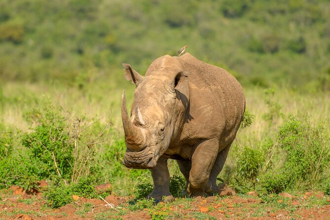 10 Day Bush and Beach Safari in Nairobi - Ol Pejeta pairs wildlife with conservation