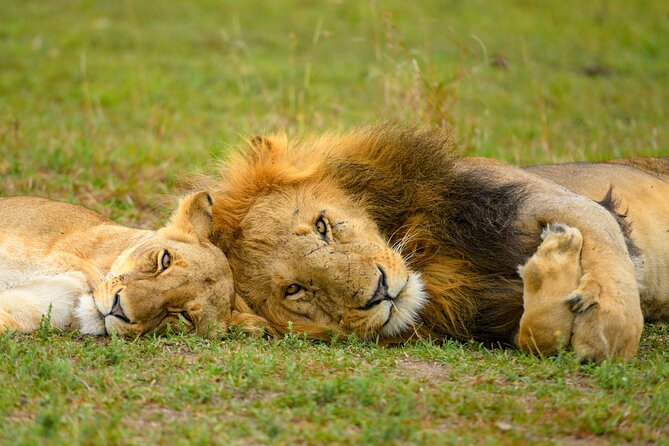 10 Day Bush and Beach Safari in Nairobi - Two days in the Maasai Mara are the safari centerpiece