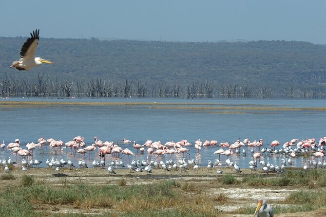 10 Day Bush and Beach Safari in Nairobi - Tsavo West closes the safari with red soil and broad wildlife