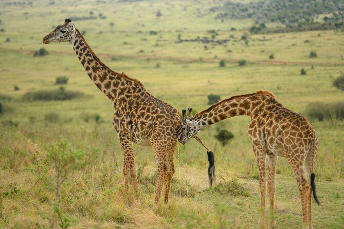 10 Day Bush and Beach Safari in Nairobi - Lake Nakuru delivers rhinos and birdlife
