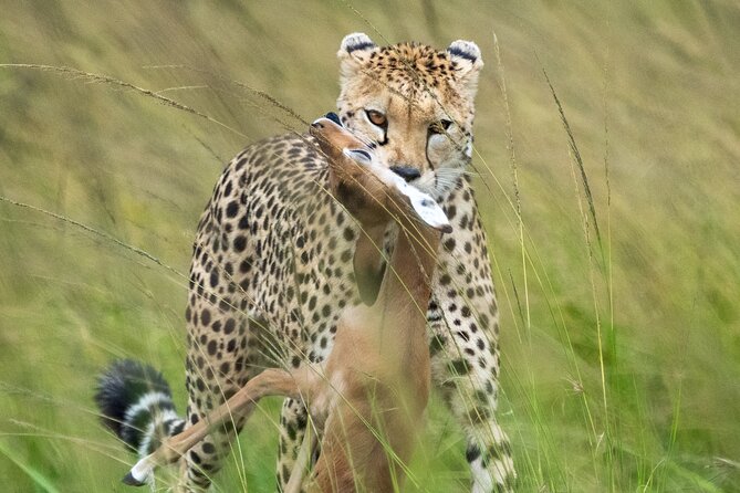 10-Day Private Tour in Big Five Safari and Beaches - Day 7: Final game drive, then Diani Beach