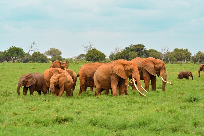 10-Day Private Tour in Big Five Safari and Beaches - Days 8 to 10: Three days to slow down in Diani
