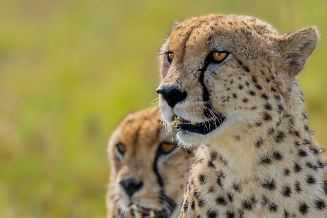 10-Day Private Tour in Big Five Safari and Beaches - Days 2 and 3: The main Maasai Mara safari