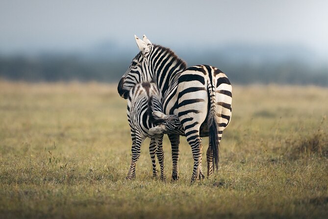 10 -Days Best of Kenya and Tanzania Classic Safari - Day 3: Lake Nakuru and Kenya’s rhino country