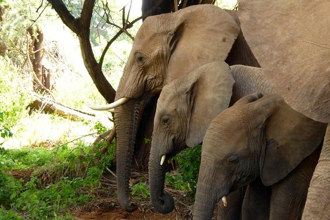 10-Days Explore Kenya Wildlife Private Safari - Day 2: Samburu at its best in the cool morning