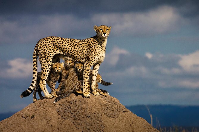 10-Days Kenya Wildlife Private Safari and Mombasa Diani Beach Holidays - Day 5: from Mara wildlife to Lake Nakuru birds and rhinos