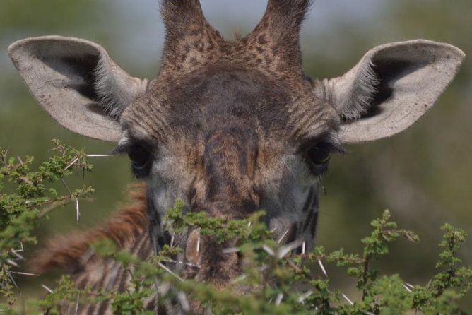 10 Days Migration Luxury Safari - Key points to know before booking