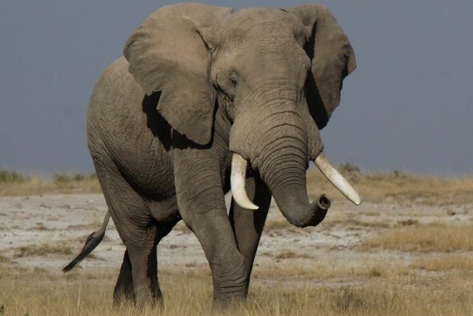 10 Days Migration Luxury Safari - Starting in Nairobi at Fairmont Norfolk