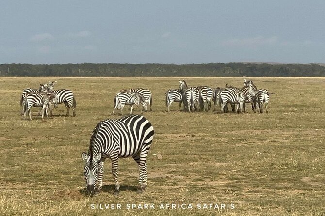 11-Day Wildebeest Migration Serengeti, Mara, Ngorongoro Crater. - Day 7: Soda Water, Flamingos, and a Hot Spring
