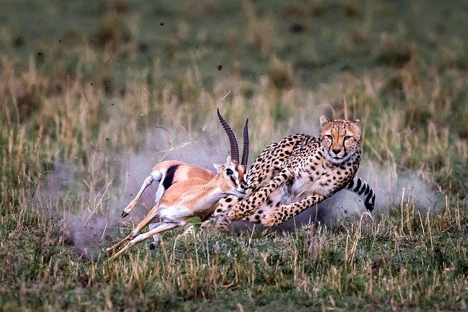 11-Days Best of Kenya & Tanzania Big 5 Safari on a 4x4 Jeep - Lake Nakuru and a chance to see black rhino