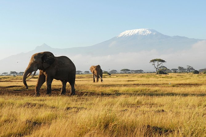 11-Days Best of Kenya & Tanzania Big 5 Safari on a 4x4 Jeep - Maasai Mara, from a two-hour game drive to the Mara River