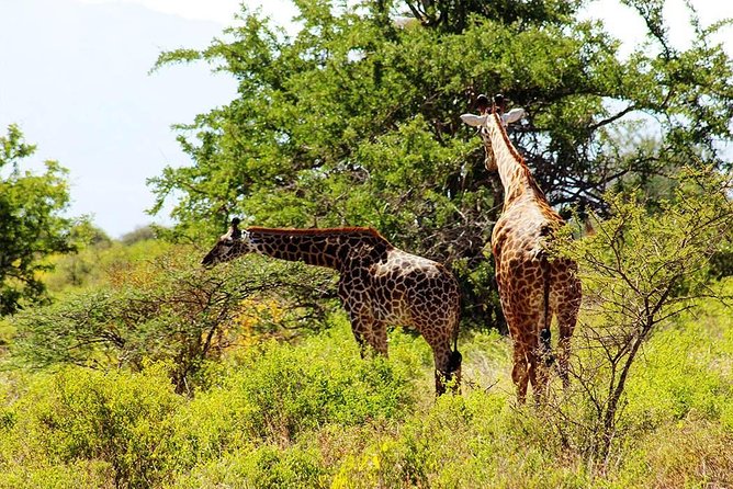 11-Days Best of Kenya & Tanzania Big 5 Safari on a 4x4 Jeep - Two different Serengeti days on the open plains