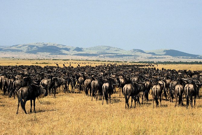 11-Days Best of Kenya & Tanzania Big 5 Safari on a 4x4 Jeep - Ngorongoro Crater and the full crater-floor safari