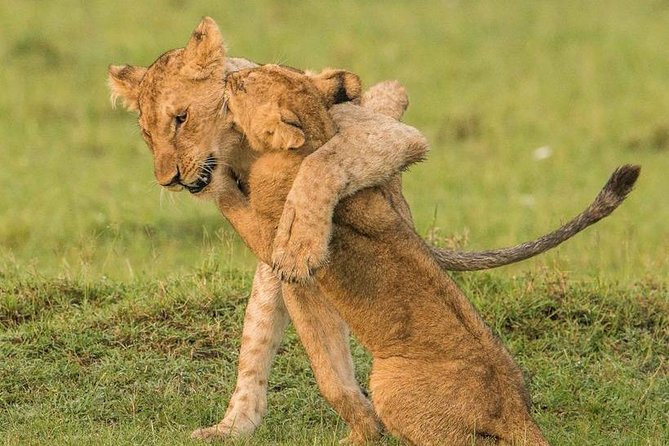 11-Days Best of Kenya & Tanzania Big 5 Safari on a 4x4 Jeep - Lake Manyara and the final transfer to Arusha