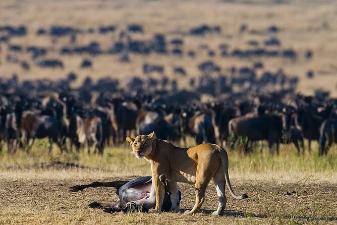 11 Days Guided Group Safari in Kenya And Tanzania - Key things to know before booking