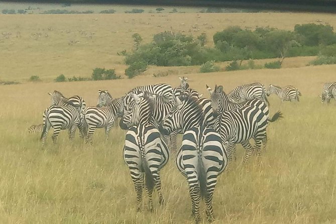 11 Days Guided Group Safari in Kenya And Tanzania - Six parks in 11 days, with very little wasted time