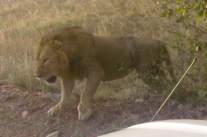 11 Days Guided Group Safari in Kenya And Tanzania - Days 3 and 4: Rhinos at Lake Nakuru, then a long move south