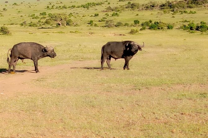 11 Days Guided Group Safari in Kenya And Tanzania - Days 4 and 5: Amboseli’s elephants and Kilimanjaro views