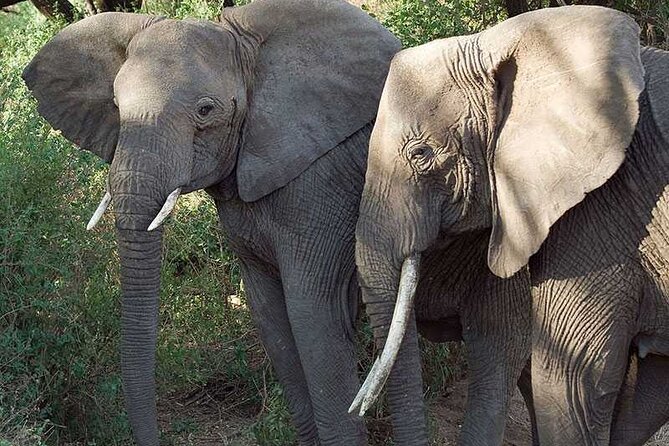 11 Days Guided Group Safari in Kenya And Tanzania - Day 6: Crossing from Kenya to Tanzania