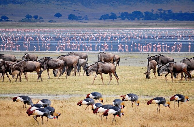 11 Days Guided Group Safari in Kenya And Tanzania - Day 7: Lake Manyara and the possibility of tree-climbing lions