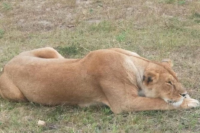 11 Days Guided Group Safari in Kenya And Tanzania - Day 8: Ngorongoro Crater packs huge variety into one setting