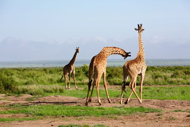 11 Days Private Tour to Explore Amboseli and Samburu - Day 4: Walking among wildlife at Hell’s Gate, then on to the Mara