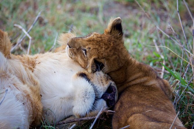 11 Days Private Tour to Explore Amboseli and Samburu - Day 7: Across Kenya to Amboseli