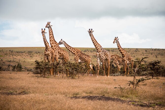 12 Days Best Of Kenya and Tanzania Safari - Luxury - What this Kenya and Tanzania safari does well