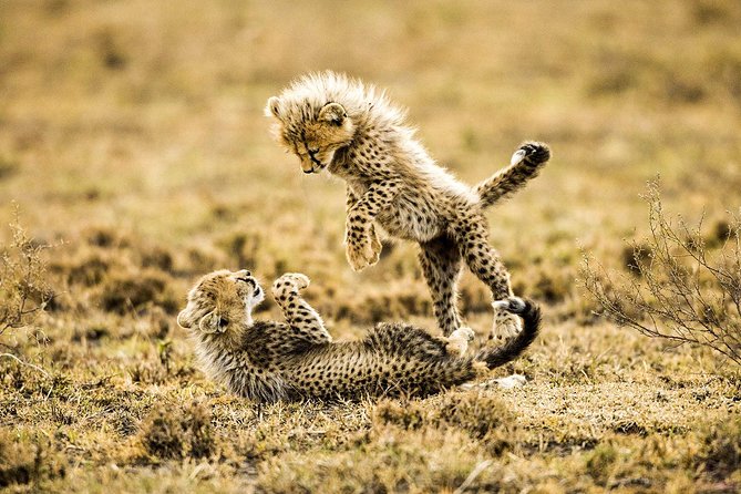 12 Days Best Of Kenya and Tanzania Safari - Luxury - Crossing into Tanzania: the practical part of Day 6