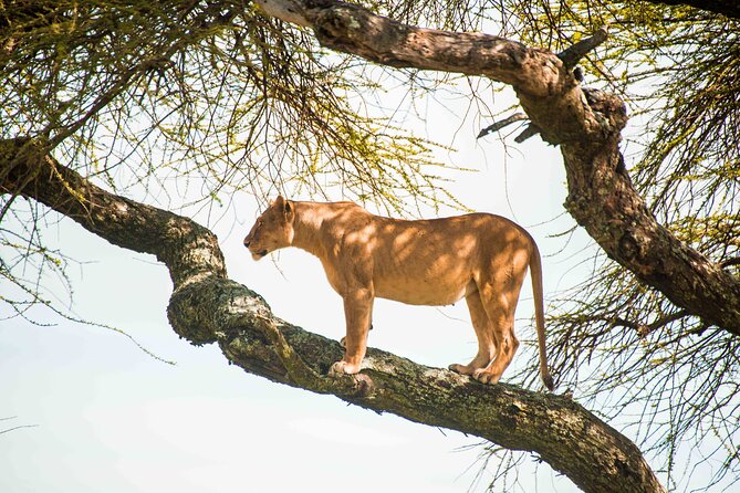 12 Days Best Of Kenya and Tanzania Safari - Luxury - Days 7 and 8 in the Serengeti: the safari’s main event