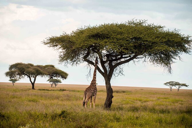 12 Days Best Of Kenya and Tanzania Safari - Luxury - Day 9 at Ngorongoro: a crater-floor wildlife day