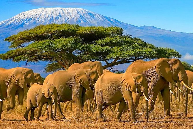 12-Days Best Of Kenya Big Five Wildlife Private Safari - Aberdare and The Ark offer a different kind of safari night