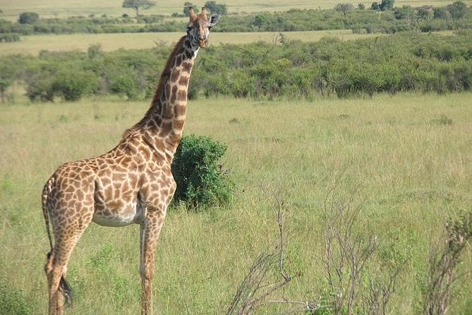 12 Days Kenya and Tanzania Budget Private Safari from Nairobi - Day 5: The Mara River and Maasai culture