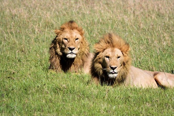 12 days Kenya and Tanzania safari private lodge from Nairobi - Lake Nakuru and the search for black rhino