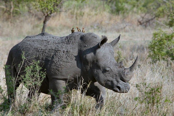 12 Days Kenya Tanzania wildlife Joining Tour - Days 2 and 3: Two days in the Maasai Mara