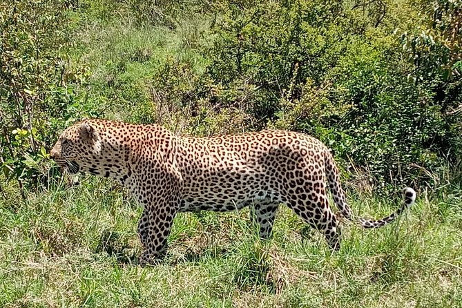 12 Days Samburu Ol-pejeta lake Nakuru Masai Mara lake Naivasha Amboseli safari - Your first night near Nairobi Airport